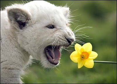 White%2BLion%2BCub%2BMouth.jpg