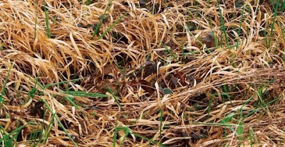 Camouflage Of Animals