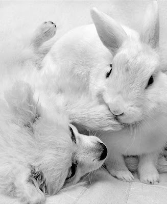 http://2.bp.blogspot.com/_taPC-1l2iog/Sgx8_M_LbNI/AAAAAAAB3Rg/s-GAKjtI37I/s400/cute+rabbits+flickzzz.com+6012-712795.jpg