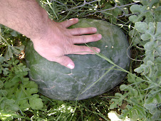 organic watermelon