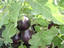 organic eggplant