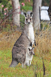 Mum+ baby kangaroo