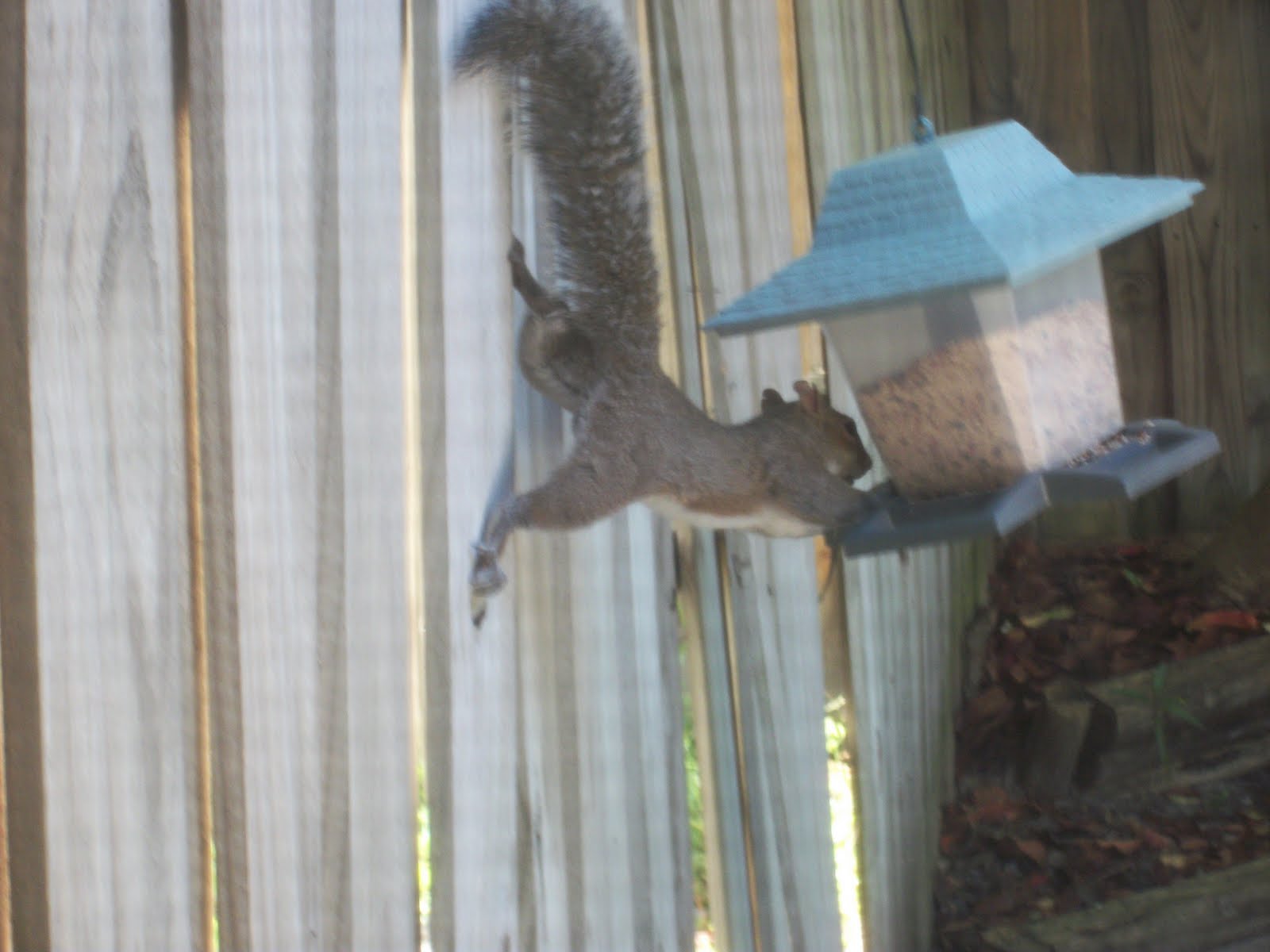 squirrel divorced singles Fringe boomers are welcome in this meetup for active singles in their 50's-70's who enjoy doing things with a group of people committed to a healthy, active lifestyle this is a. squirrel divorced singles Fringe boomers are welcome in this meetup for active singles in their 50's-70's who enjoy doing things with a group of people committed to a healthy, active lifestyle this is a.