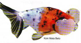 Terdalam Koki Mata Balon Ruble Eye