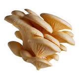 KSL Mushroom Forms India Pvt.Ltd.