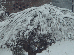 umbrella tree in snow