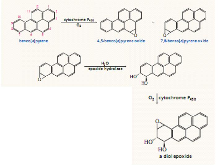 Carcinogenic Hydrocarbons