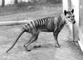 El último Tigre de Tasmania, extinto oficialmente a consecuencia de la caza.