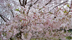 Spring blossoms so sweet, they mask the not quite right area far off in the distance...