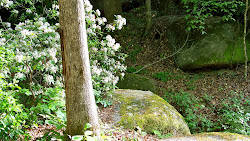 Mountain Laurel trying to hide behind a tree.........