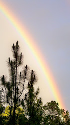 Tall pine reaching for the promise...