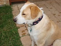 Sampson showing off his Custom Dog Collar