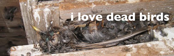 i love dead birds