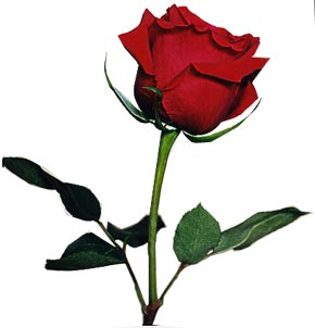 Meaning of Red Roses : Love