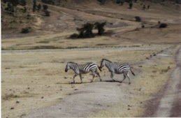 Afryka - Kenia / Tanzania