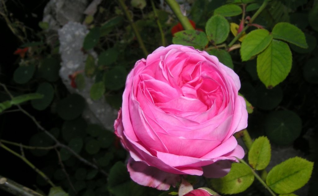 ROSEGASMS Cold Hardy VERY Fragrant Roses I grew in Denver