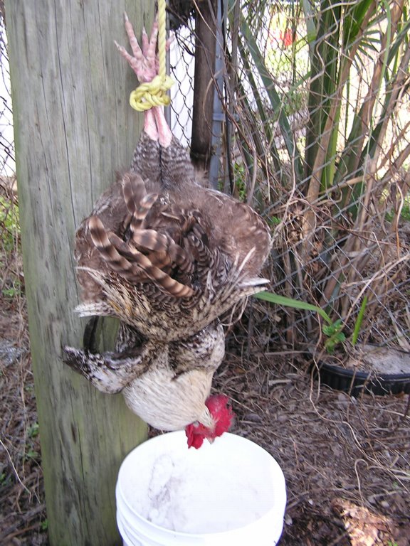 John Starnes' Urban Farm My Second Ever Rooster Kill
