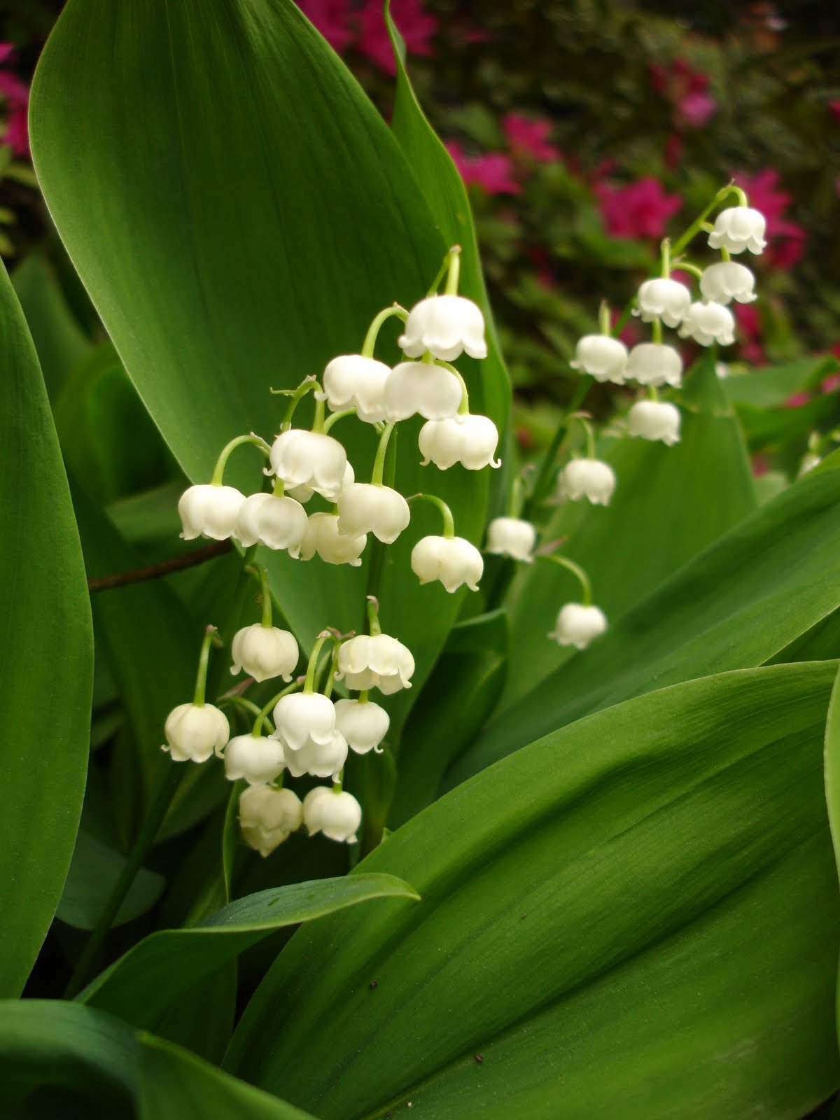 New Species Felixholland