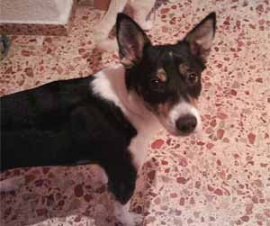 perro mestizo