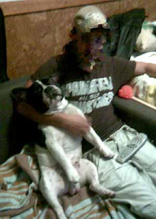 bulldog frances barna