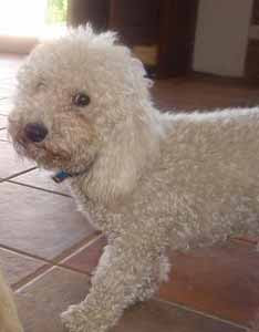 bichon frise cruzar