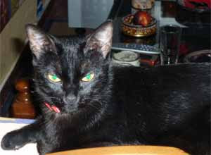 gata comun