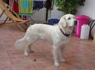 golden retriever