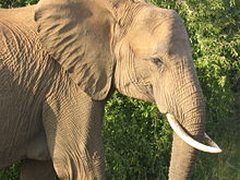 [ELEFANTE.jpg]