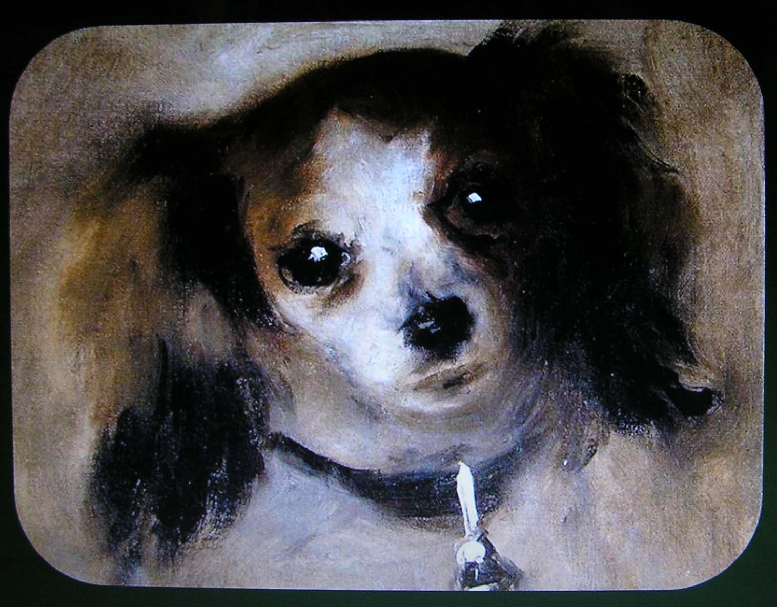 [cão.jpg]