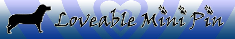 Loveable Mini Pin