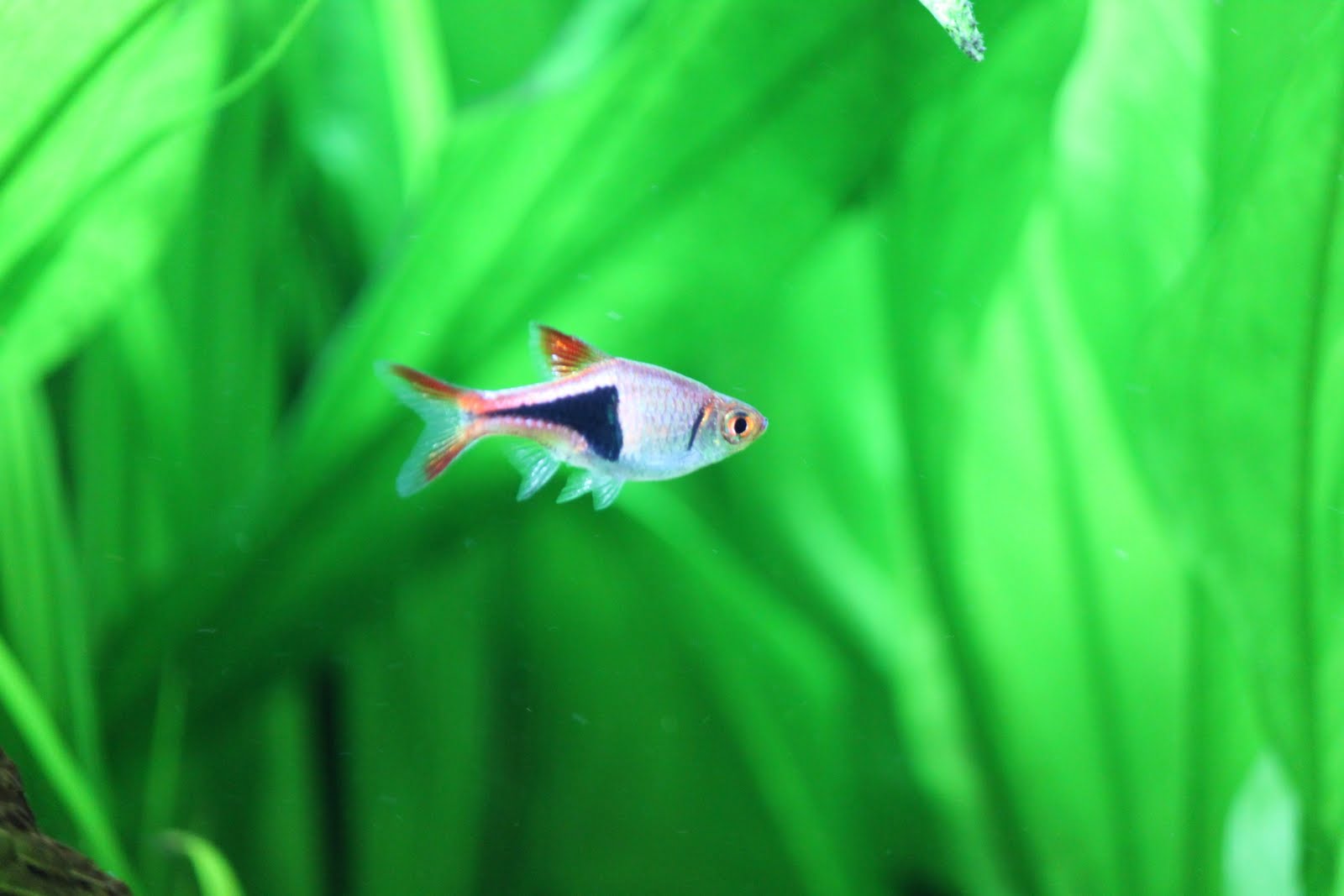 Rasbora%2BTetra.JPG