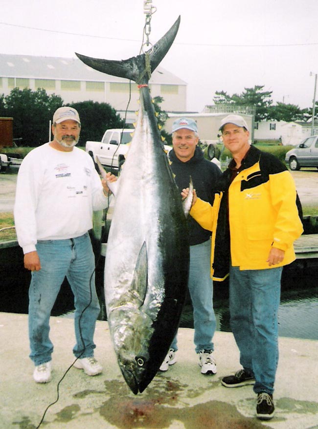 bluefin tuna