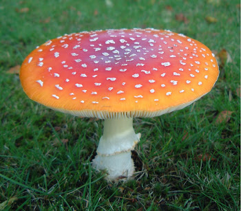 Amanita muscaria.