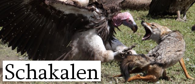 Schakalen