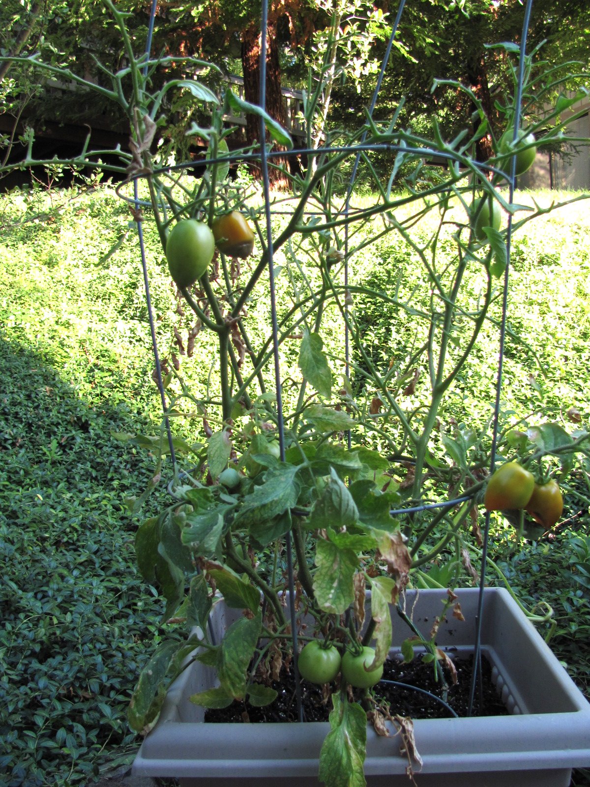 The Matteson Family Whats happening to my tomato plants??