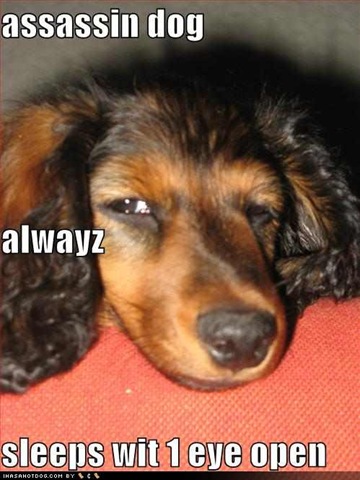 Dog Eye Twitching After Seizure Dog Eye Twitching After Seizure