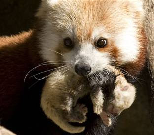 ©2010 Smithsonian National Zoological Park