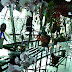 Orchids Show at Suria Sabah, K. K, Sabah