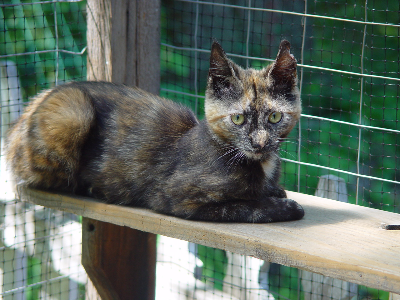 Taming Feral Cats Kittens 19 Are Tortie Kittens Harder To Tame