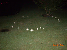 our fairy ring