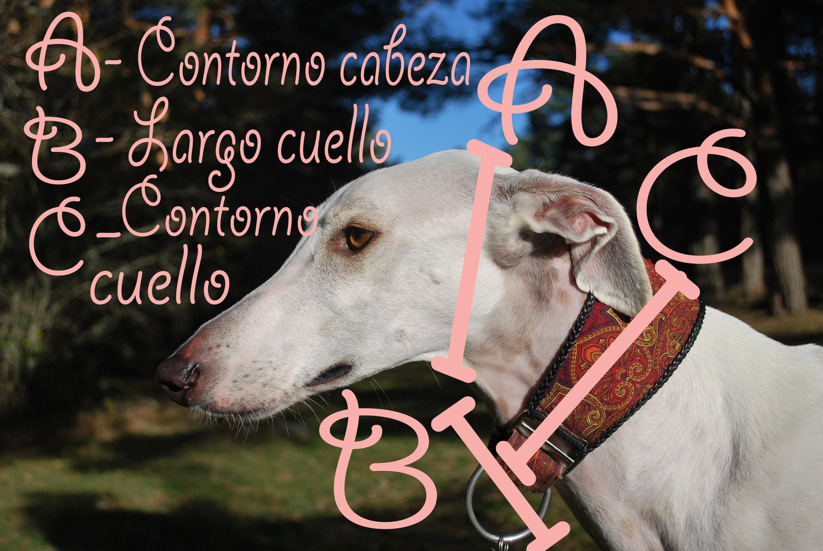 COMO MEDIR