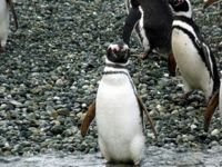 Visit the penguins in Patagonia Chile with expedition charter yacht TRIBU - Contact ParadiseConnections.com