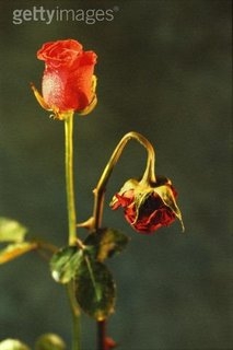 [flor+murcha[1].JPG]