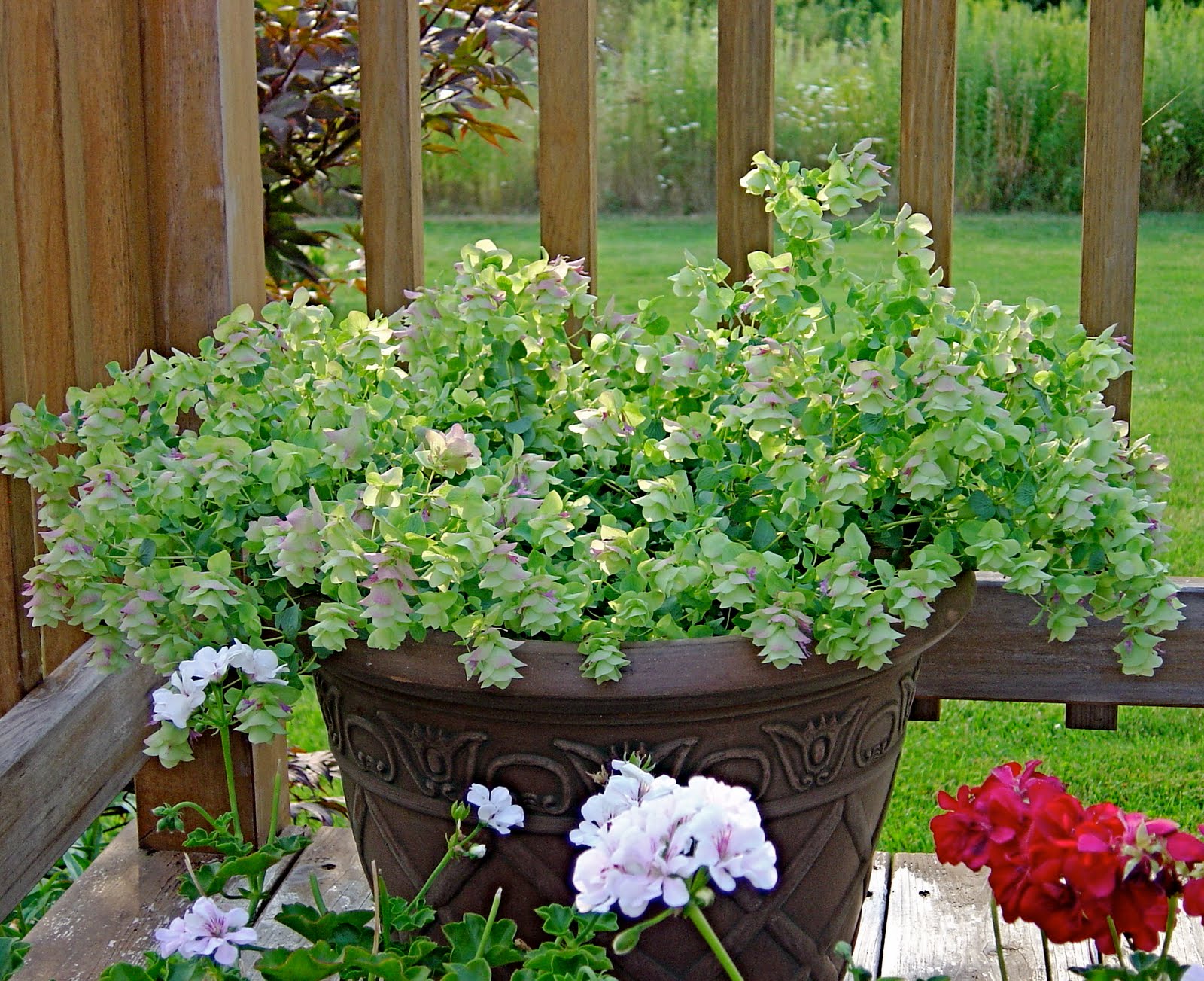 Ornamental oregano Oregano garden, Trees to plant, Container gardening
