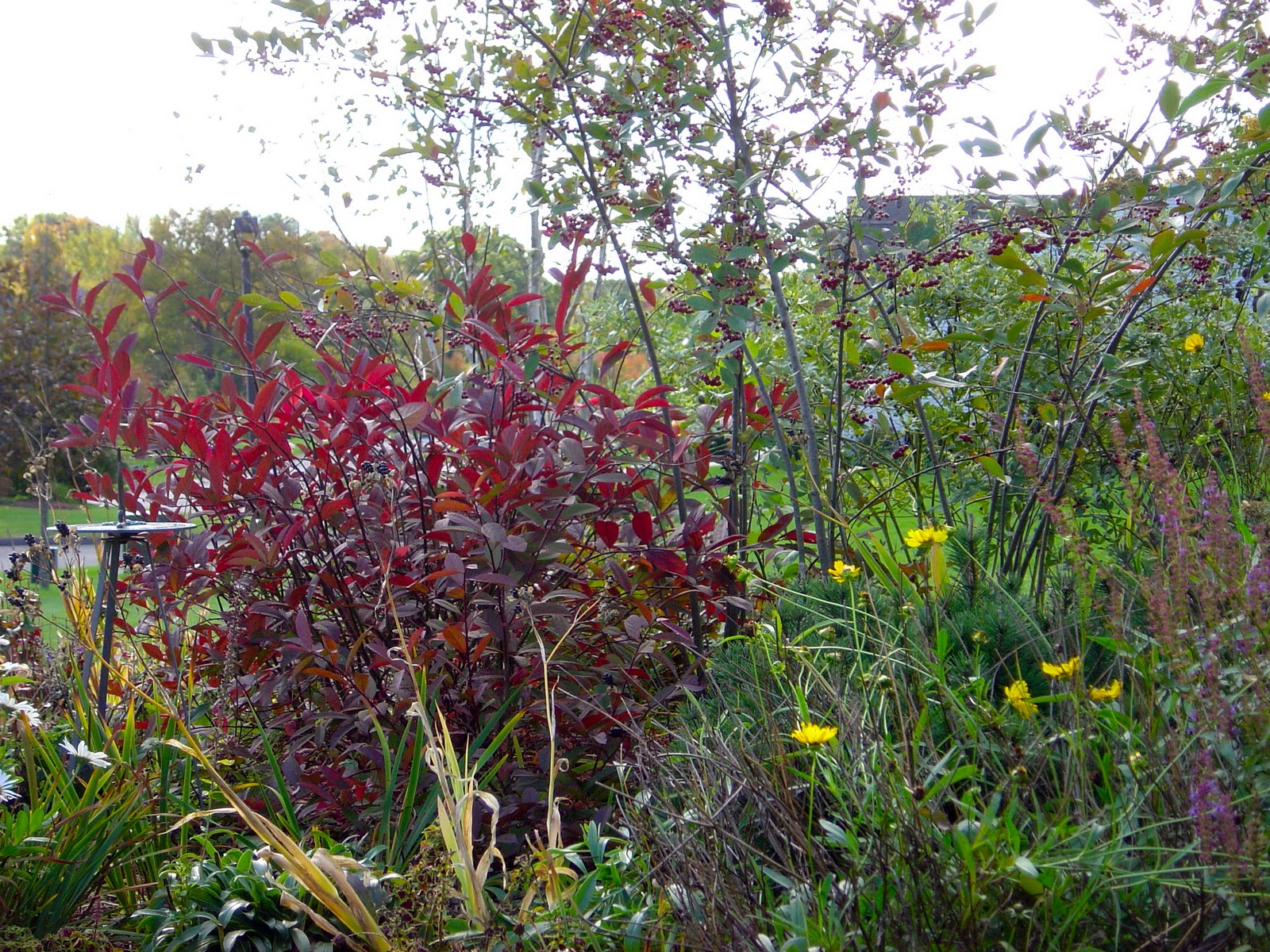 Christy S Garden Itea Virginica Henry S Garnet Virginia