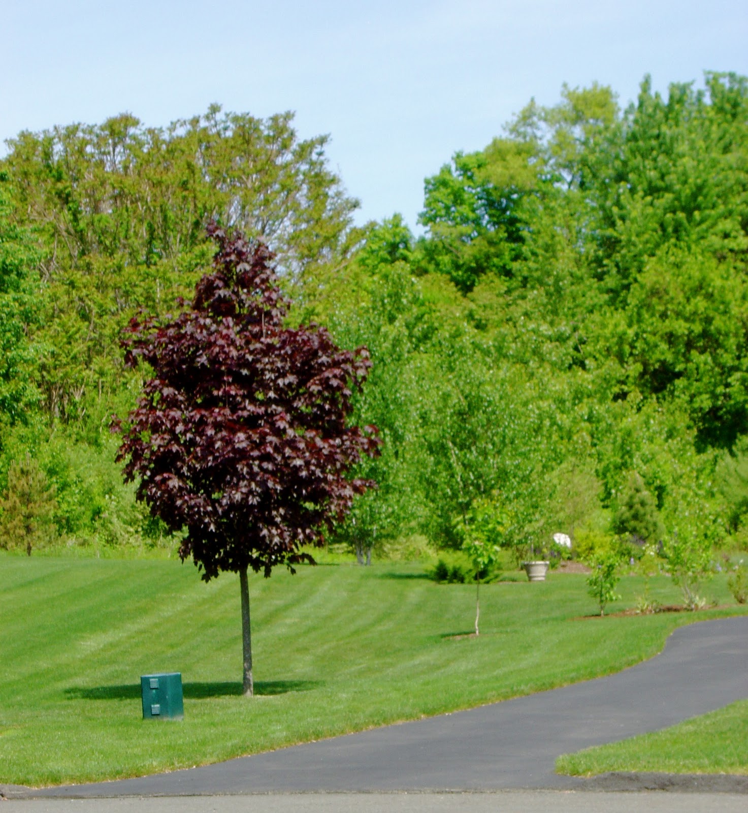 Plant Inventory: Acer platanoides / Norway Maple