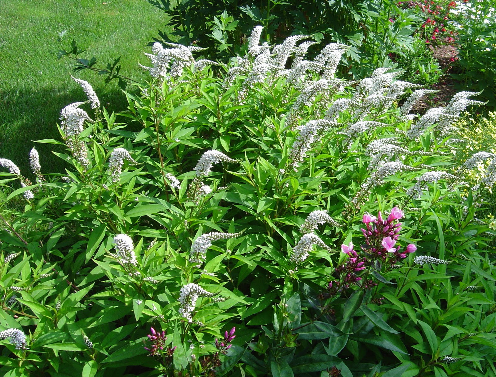 Plant Inventory at 20 Timothy Lysimachia clethroides