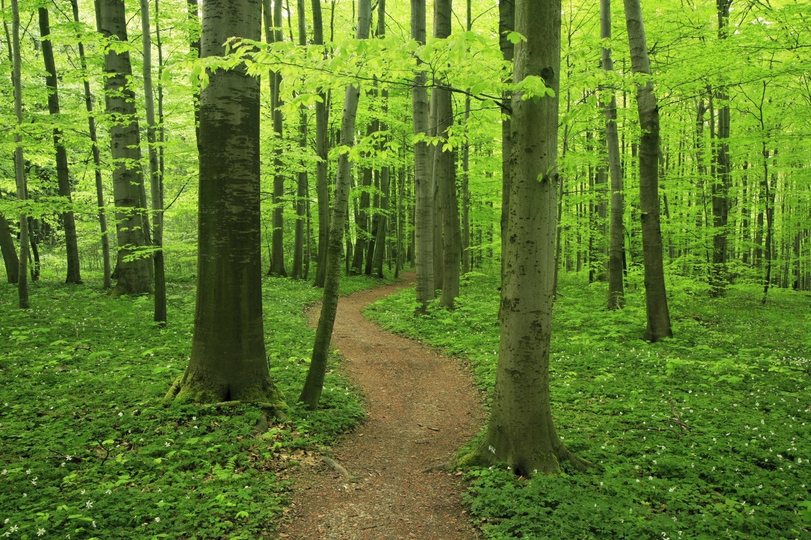 [Path+through+Forest+Best+Image.jpg]