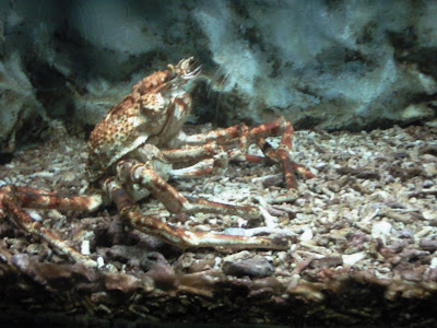 Spider Crab