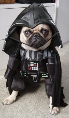 star-wars-hund.jpg